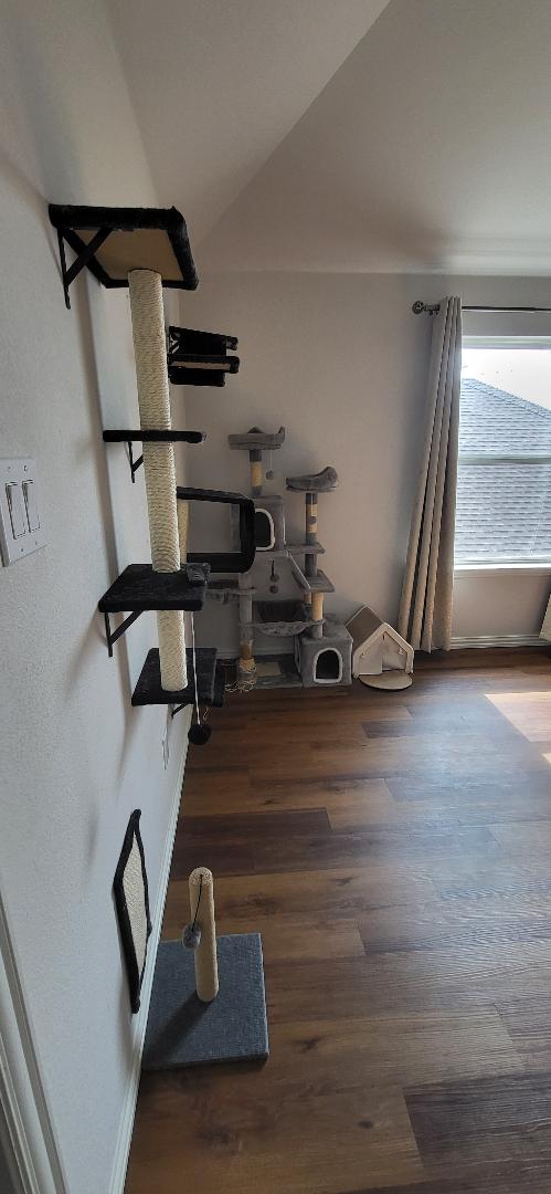 A happy cat guest